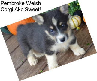 Pembroke Welsh Corgi Akc Sweet!