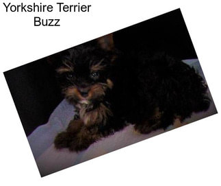 Yorkshire Terrier Buzz