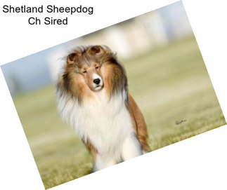 Shetland Sheepdog Ch Sired