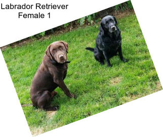 Labrador Retriever Female 1