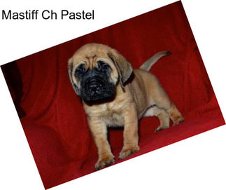 Mastiff Ch Pastel