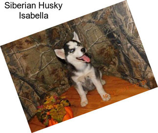 Siberian Husky Isabella