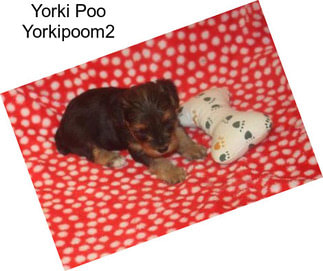 Yorki Poo Yorkipoom2