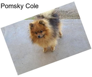 Pomsky Cole