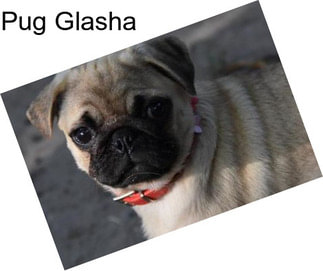 Pug Glasha