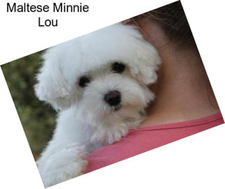Maltese Minnie Lou