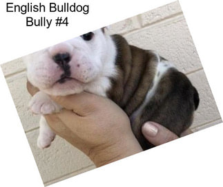 English Bulldog Bully #4