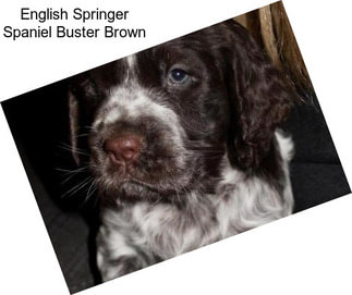 English Springer Spaniel Buster Brown