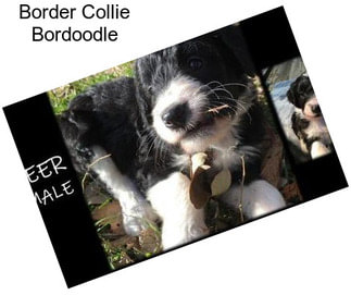 Border Collie Bordoodle