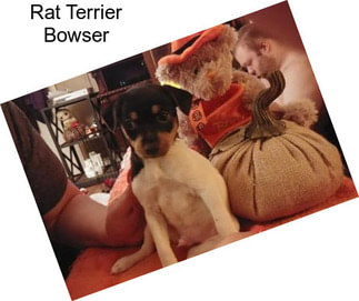 Rat Terrier Bowser