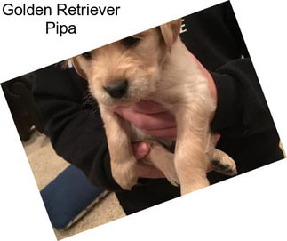 Golden Retriever Pipa