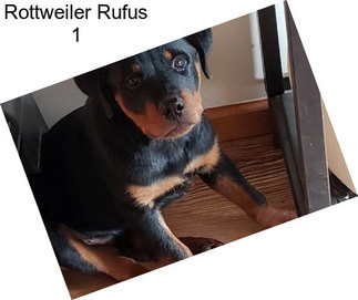 Rottweiler Rufus 1