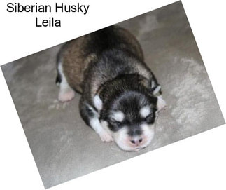 Siberian Husky Leila