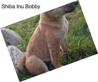 Shiba Inu Bobby
