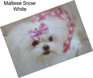 Maltese Snow White