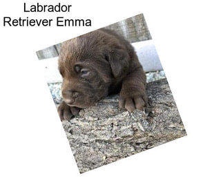 Labrador Retriever Emma