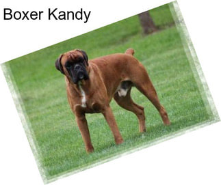 Boxer Kandy