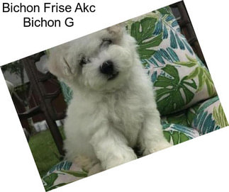 Bichon Frise Akc Bichon G