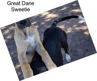 Great Dane Sweetie
