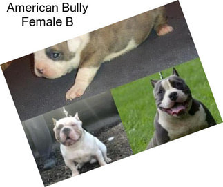 American Bully Female B