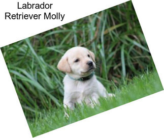 Labrador Retriever Molly