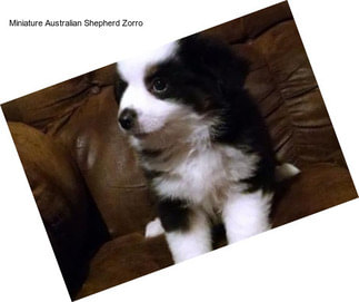 Miniature Australian Shepherd Zorro
