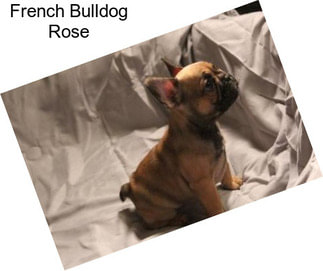 French Bulldog Rose