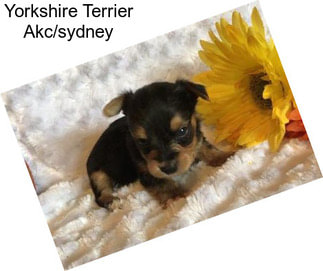 Yorkshire Terrier Akc/sydney