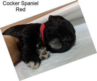 Cocker Spaniel Red