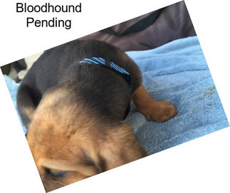 Bloodhound Pending