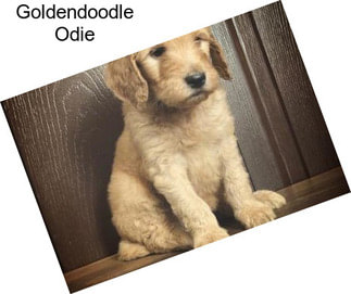 Goldendoodle Odie