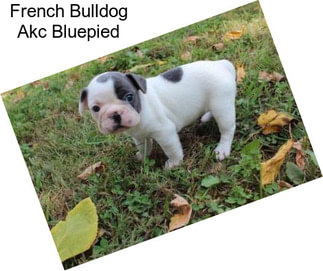French Bulldog Akc Bluepied