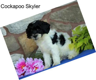 Cockapoo Skyler