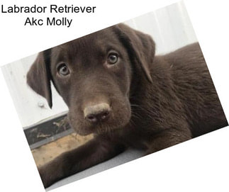 Labrador Retriever Akc Molly