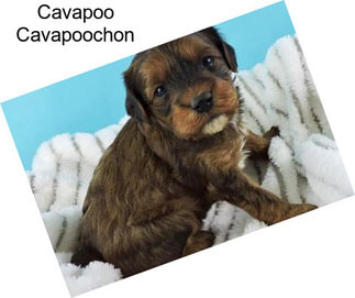 Cavapoo Cavapoochon