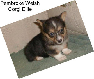 Pembroke Welsh Corgi Ellie