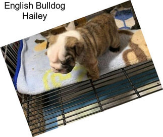 English Bulldog Hailey