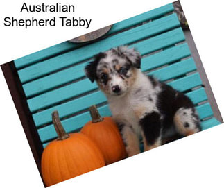 Australian Shepherd Tabby