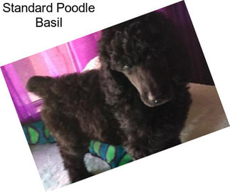 Standard Poodle Basil