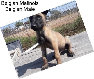 Belgian Malinois Belgian Male