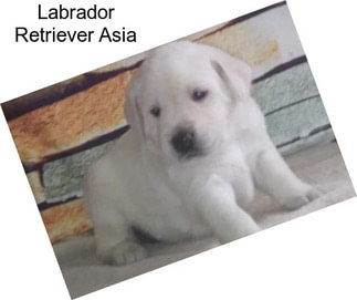 Labrador Retriever Asia