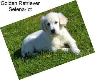 Golden Retriever Selena-ict