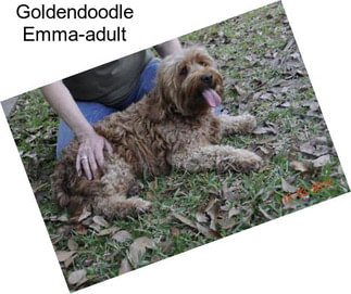 Goldendoodle Emma-adult