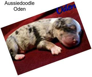 Aussiedoodle Oden