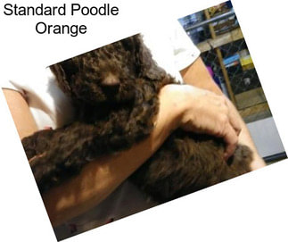 Standard Poodle Orange