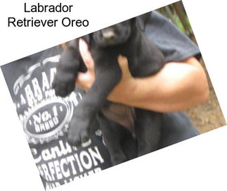 Labrador Retriever Oreo