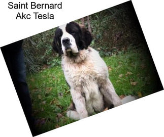 Saint Bernard Akc Tesla