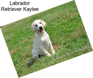 Labrador Retriever Kaylee