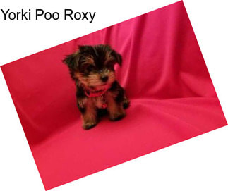 Yorki Poo Roxy