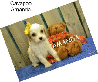 Cavapoo Amanda